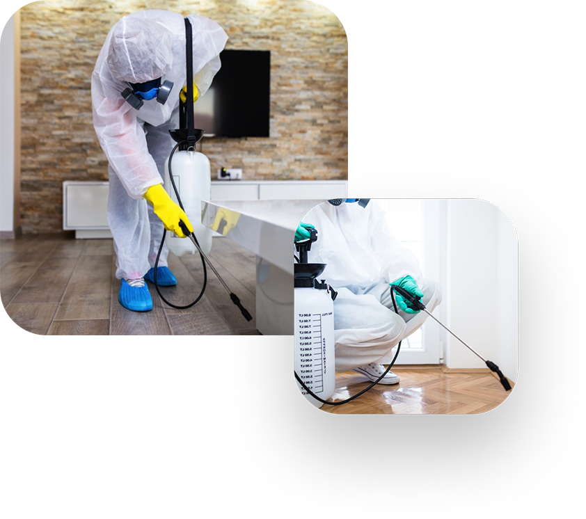 pest control services in Saudi Arabia